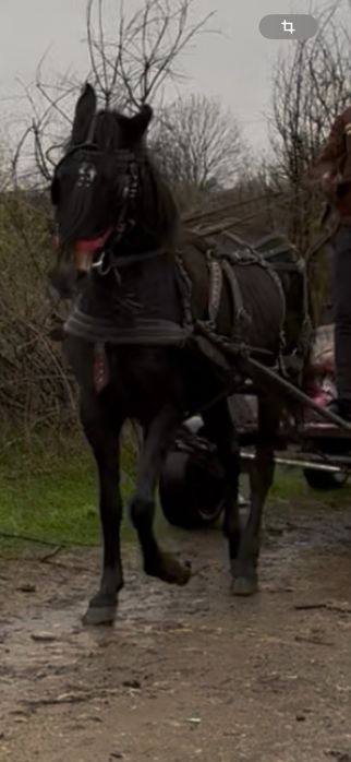 Vand iapa buna de caruta