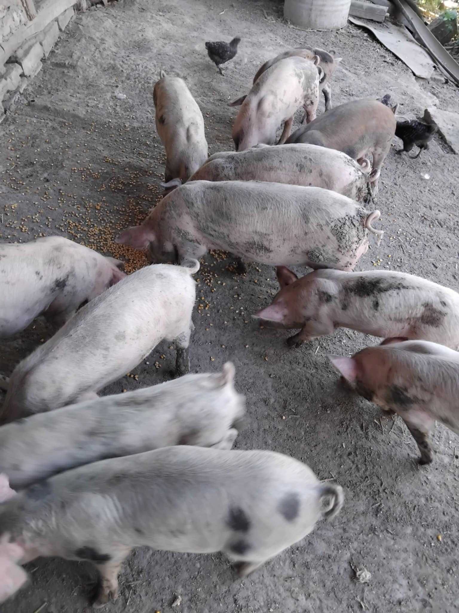 Продавам малки прасенца