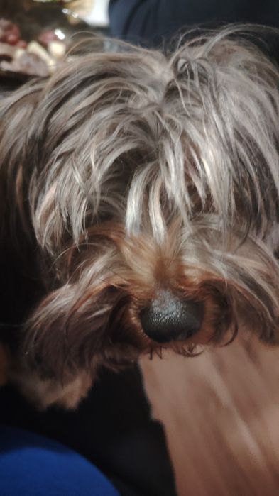 Йорки на една година и половина