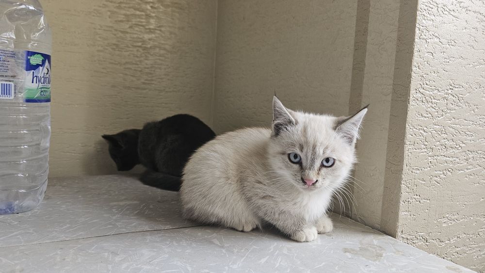 Мушукчалар сотилади