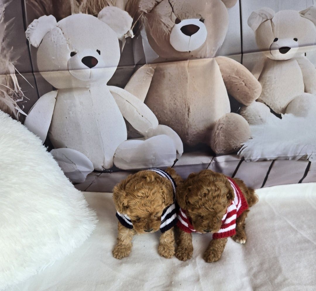 Пудел той Poodle toy c Родословие
