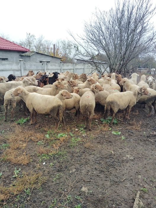 Vând oi grase reforma