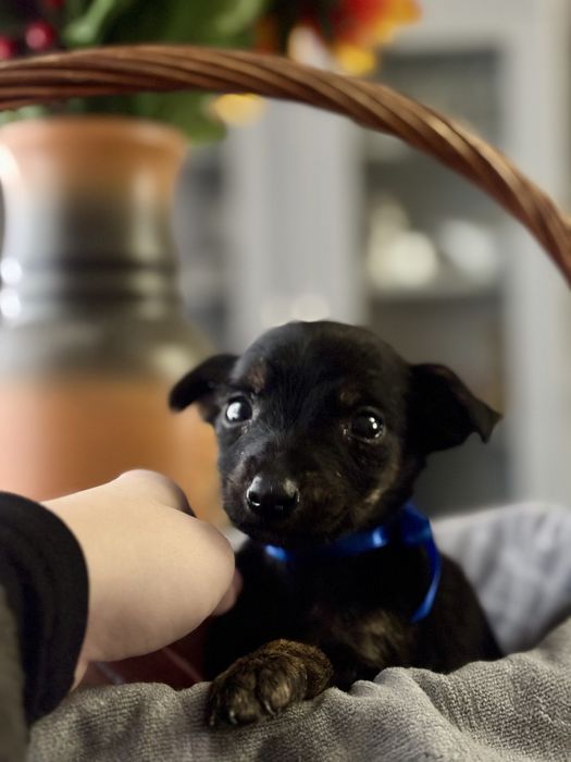 Продам Той Терьера