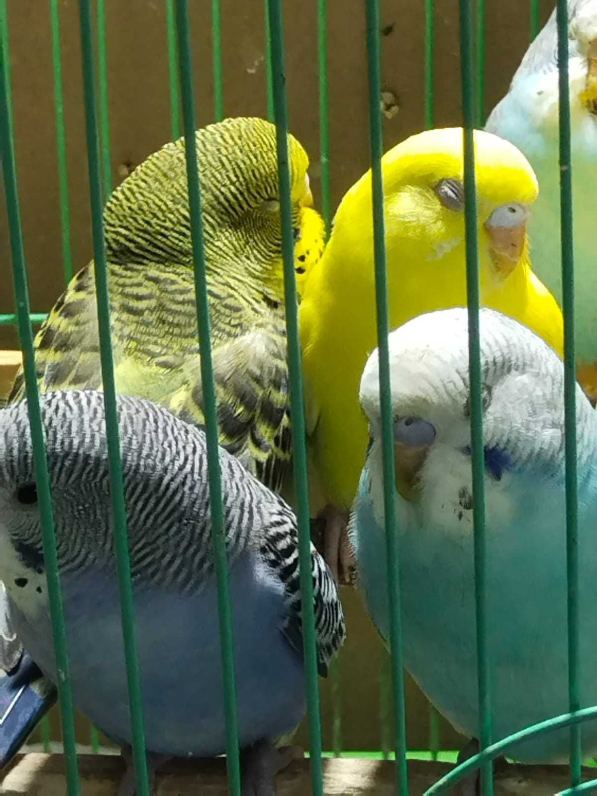 Продам волнистых попугаев