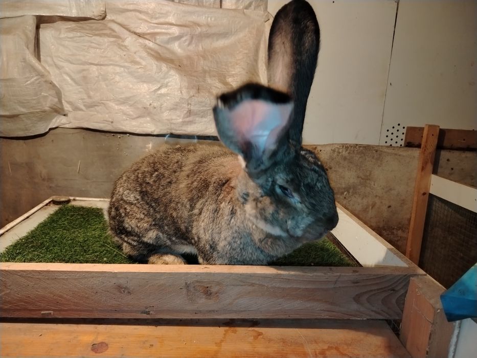 продам крольчиху и крольчат