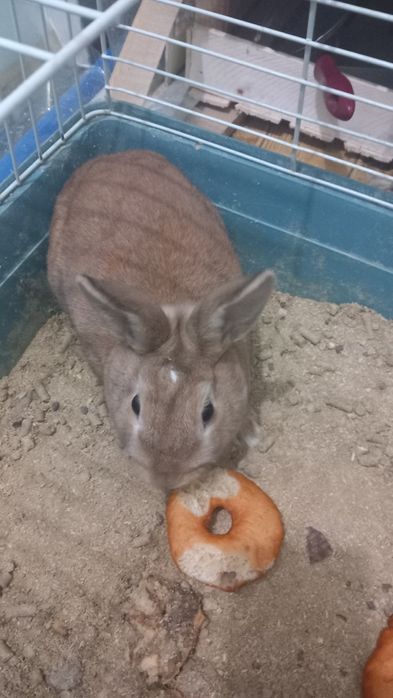 Quyonlar sotiladi 400 min parasi