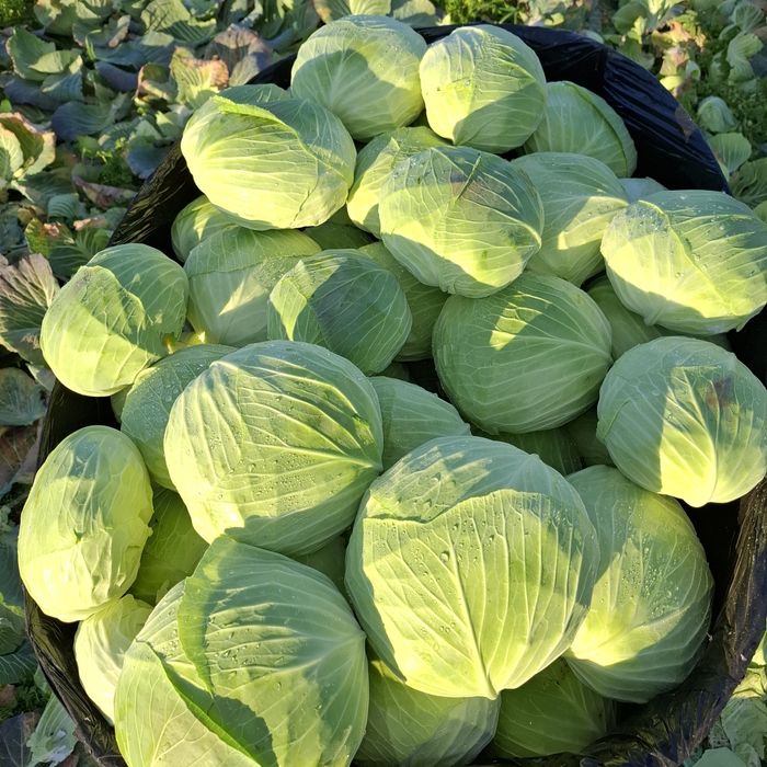 Vând varza,frunză subtire