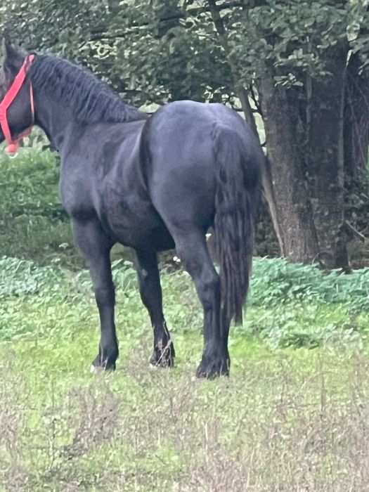 Vând manza neagra corb din linia Miutescu