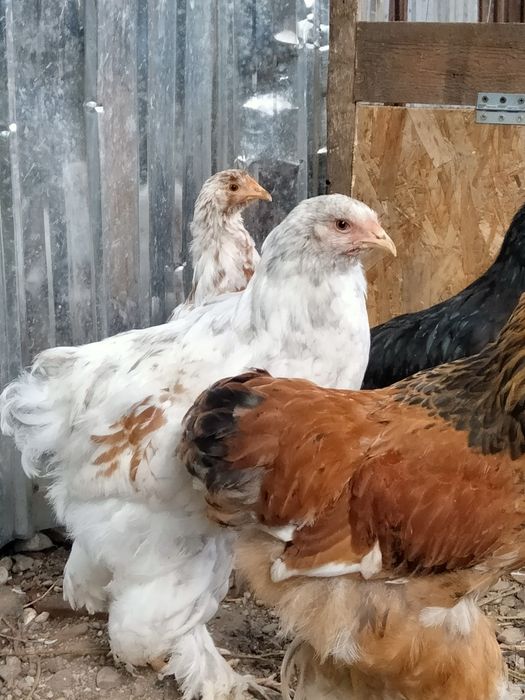 Vând cocoș tânăr Brahma 80 Ron