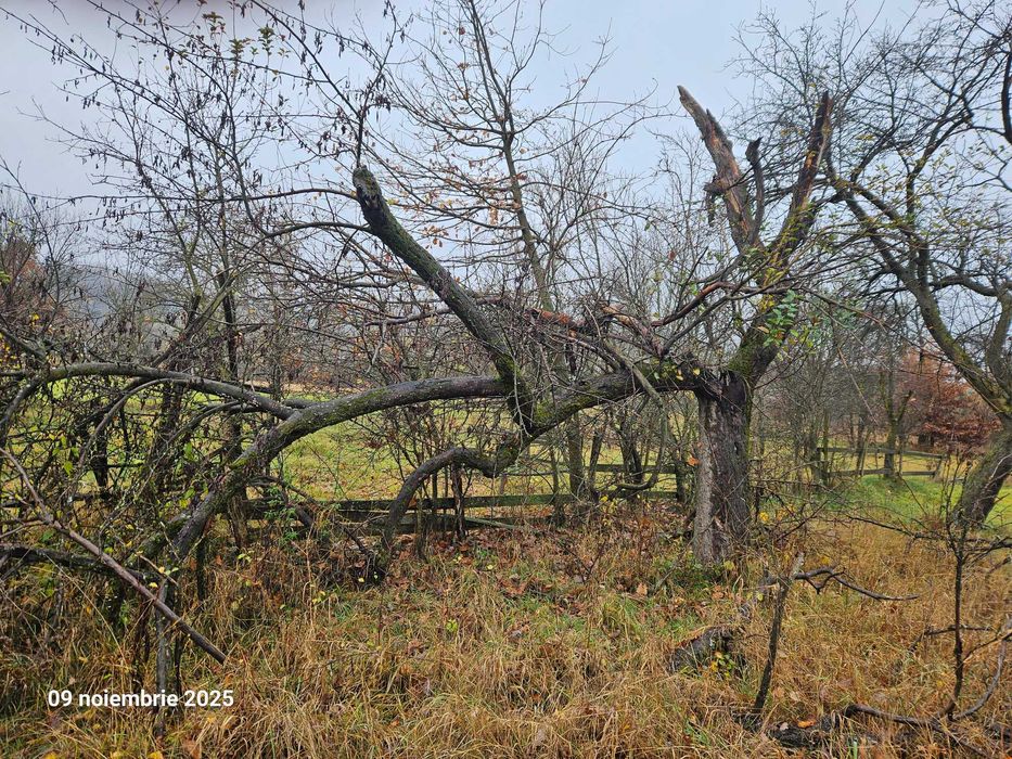 Lemne de vânzare în Pietroșani, județul Argeș.