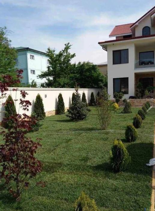 Plante ornamentale de orice tip diferite dimensiuni de extra calitate