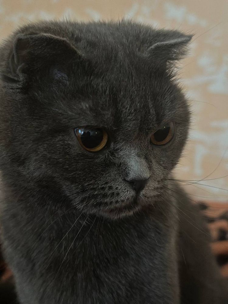 Скотиш фолд мушук