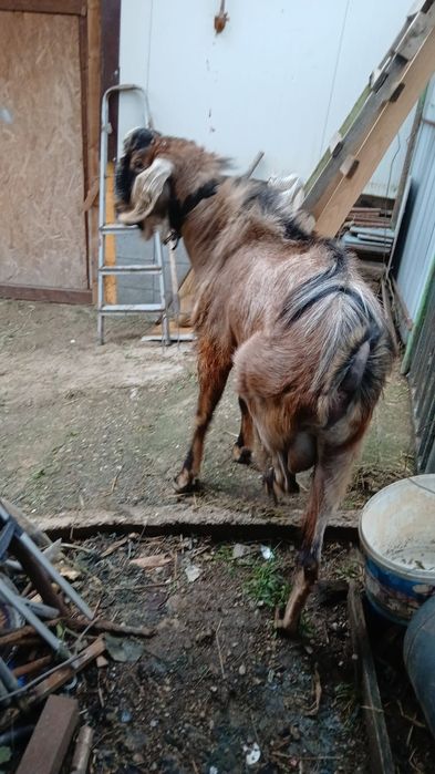 Vând țap anglonubian