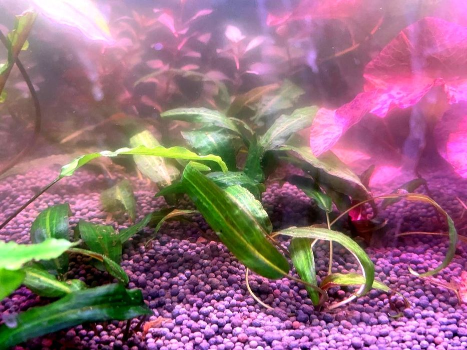 Rasteniyalar sotiladi