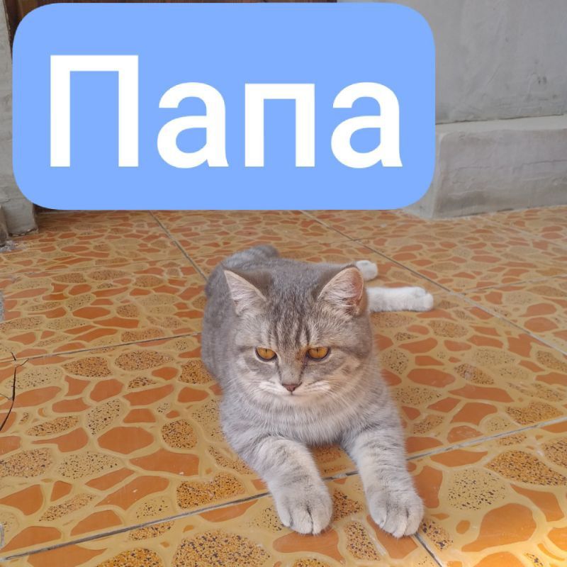 Продаются котята скоттиш фолд и скоттиш страйт