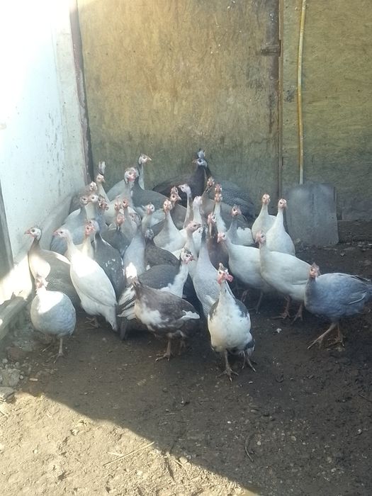 Bibilici diferite culori de vânzare