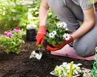 Градинарски услуги-почистване на Плевели ,Бурени,Засаждане на Цветя По