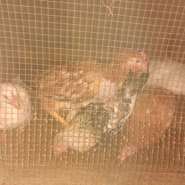 Tovuqchalar va horoz sotiladi srochna