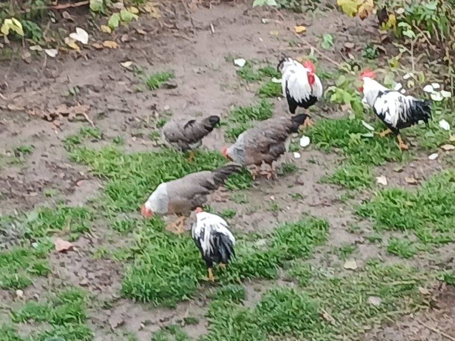 Cocoși Italiana argintie