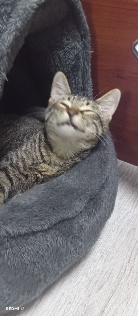 Отдам кота в хорошие руки