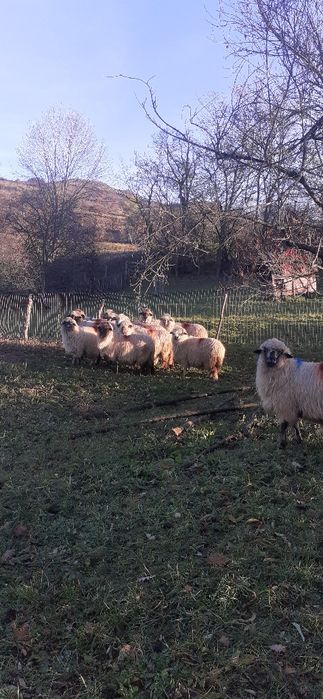 Oi turcane de vanzare