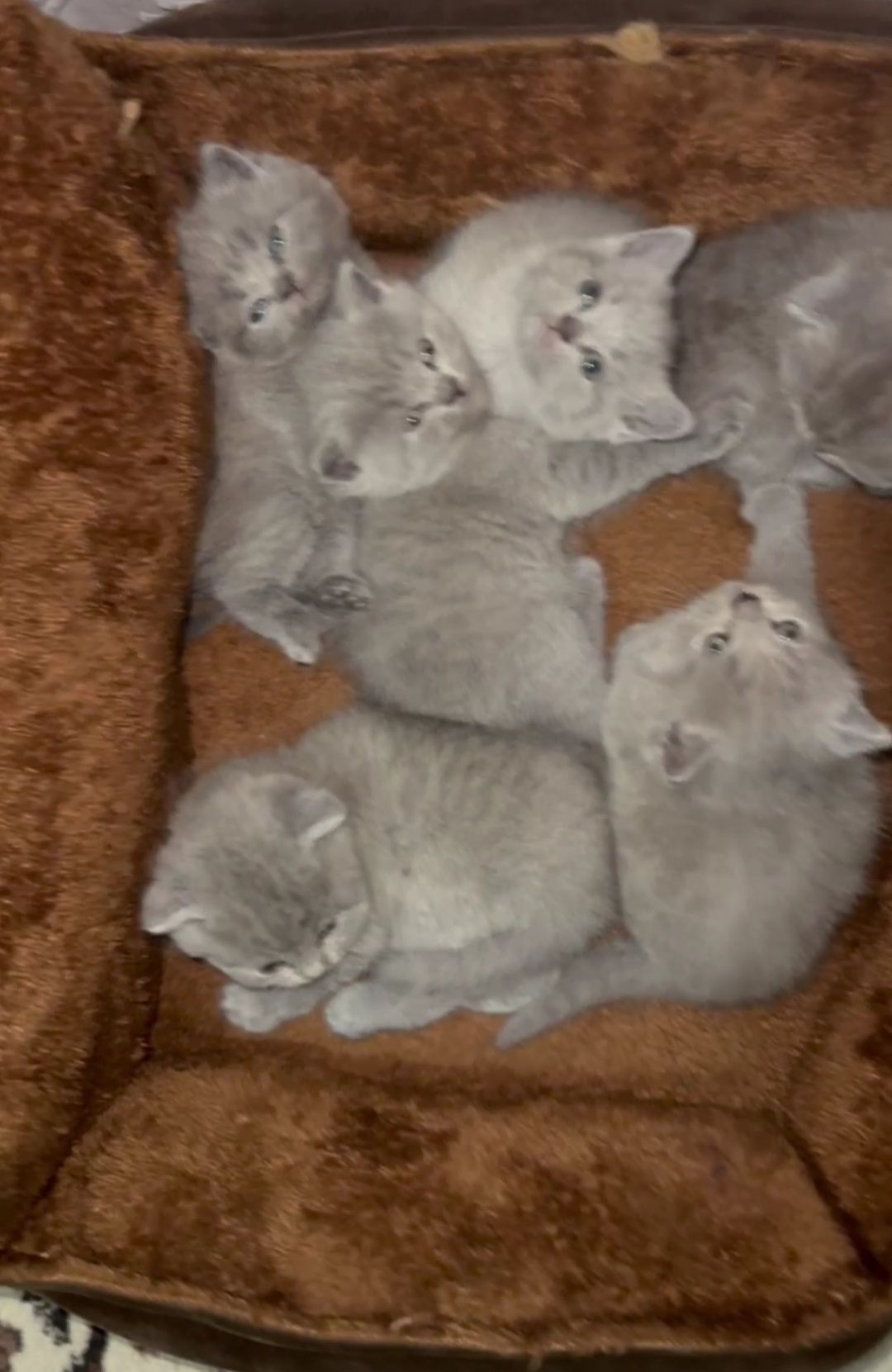 Кошки шотландские скодшолд