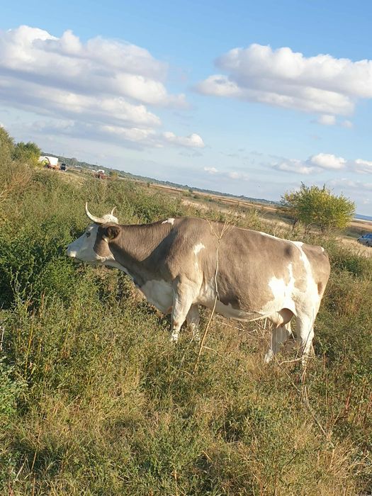 Vând vaca Baltata Românească