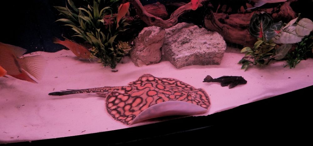 Пресноводный скат