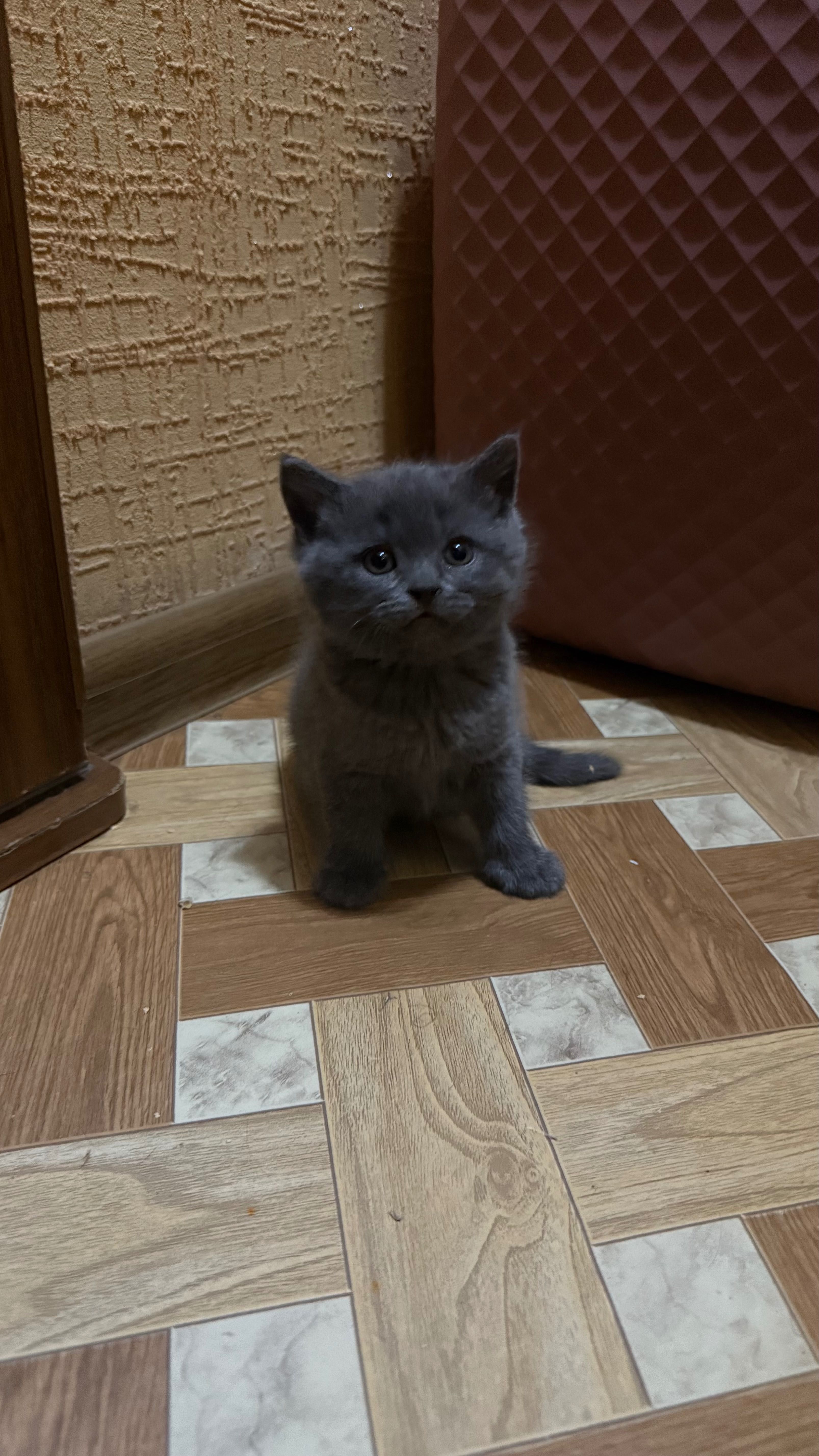 Котята Скотиш-Фолд и Скотиш-Страйт