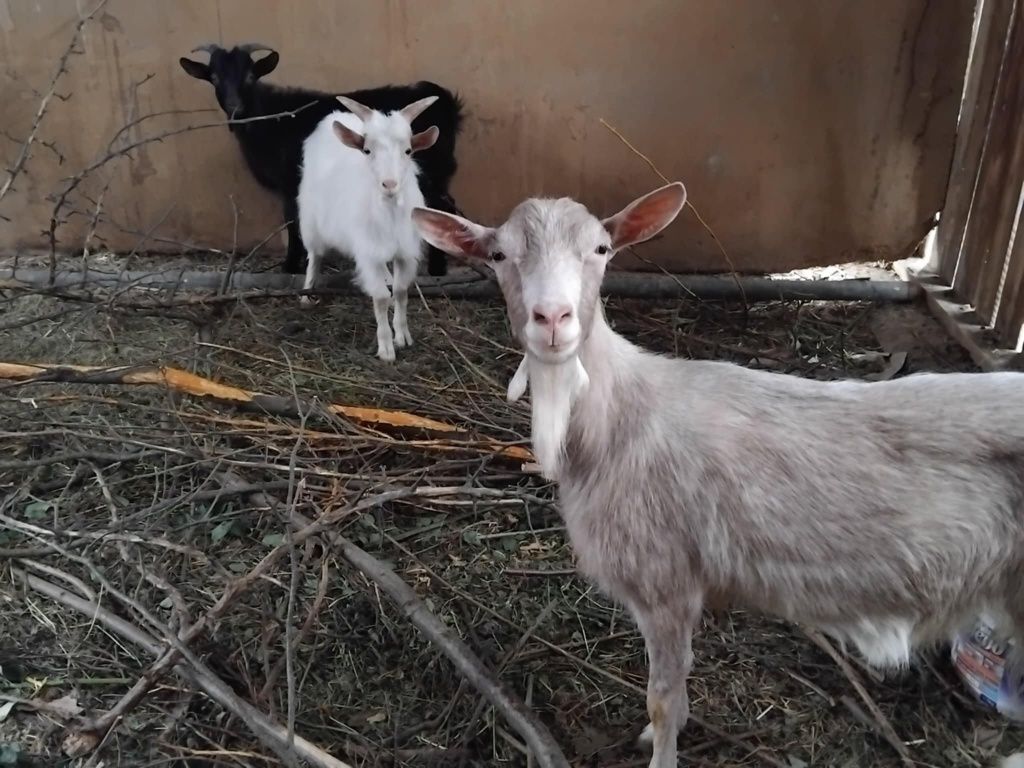 Vând o iada si doi țapi
