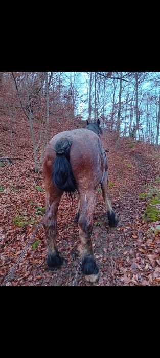 Cal de vanzare bun pentru ori ce