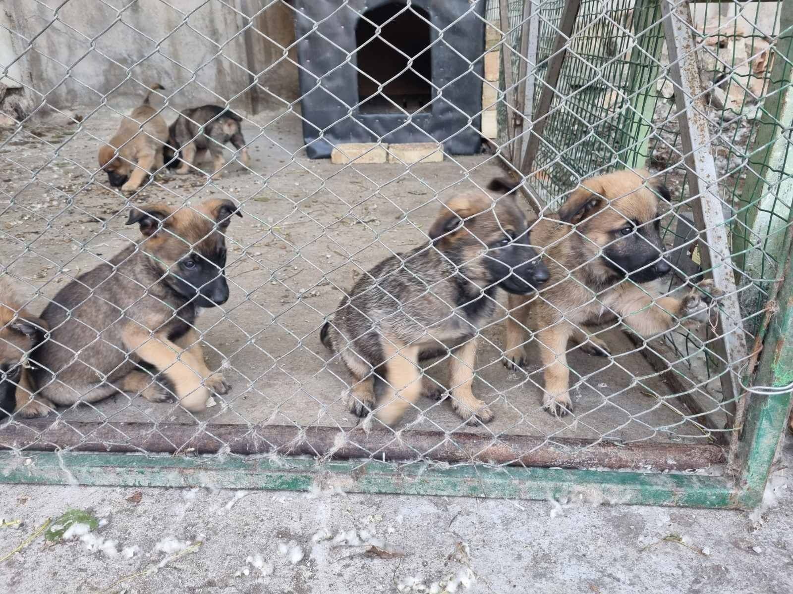 Продавам Белгийска овчарка