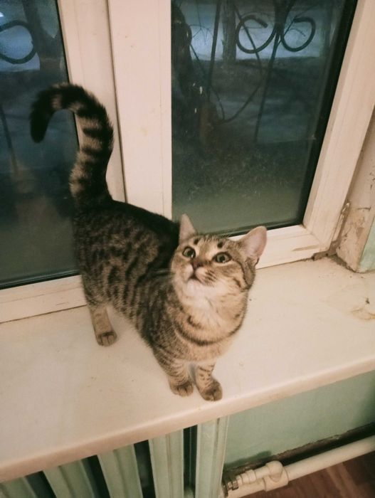 Отдам котенка в добрые руки