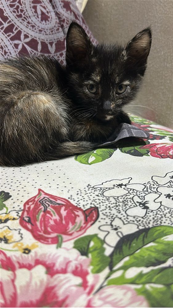 Котенок ищет любящую семью