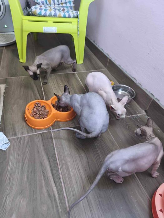 Котки Канадски сфинкс