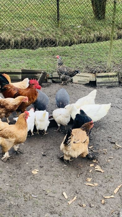 Vand Cocoși si Rațe