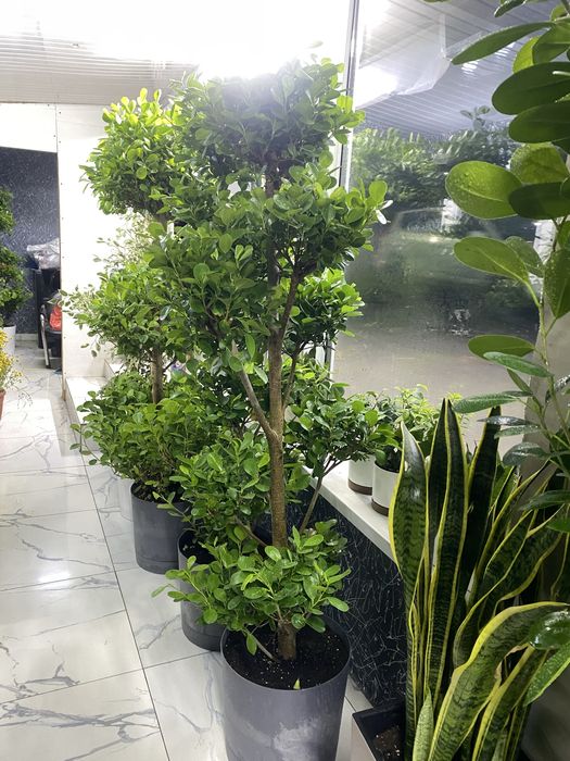 Долларовое дерево фикус цветок на подарок