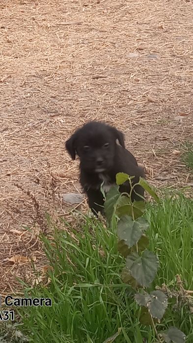 Щенки домашние, охрана.