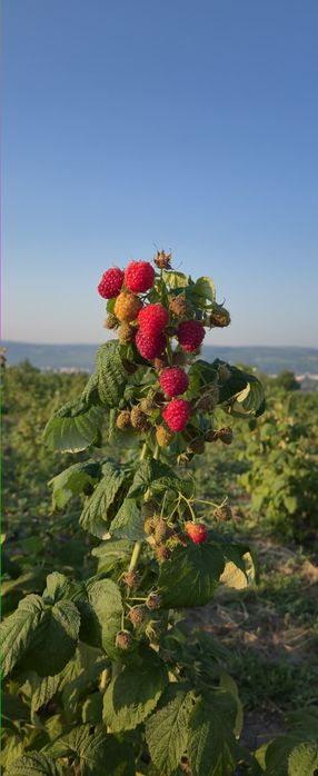 2 lei x100 buc zmeur remontant.delniwa si soi polonez