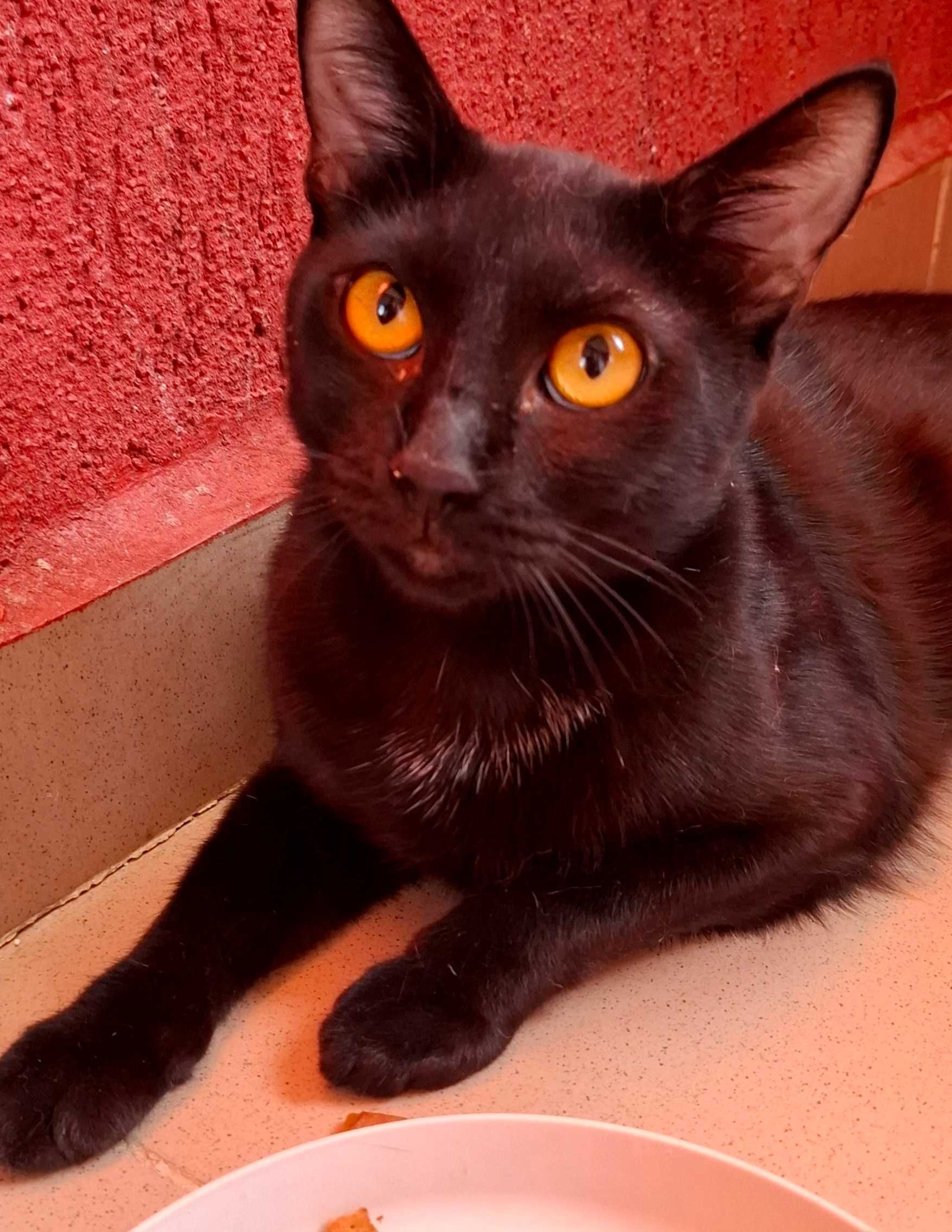 Adoptie pisica neagra castrara