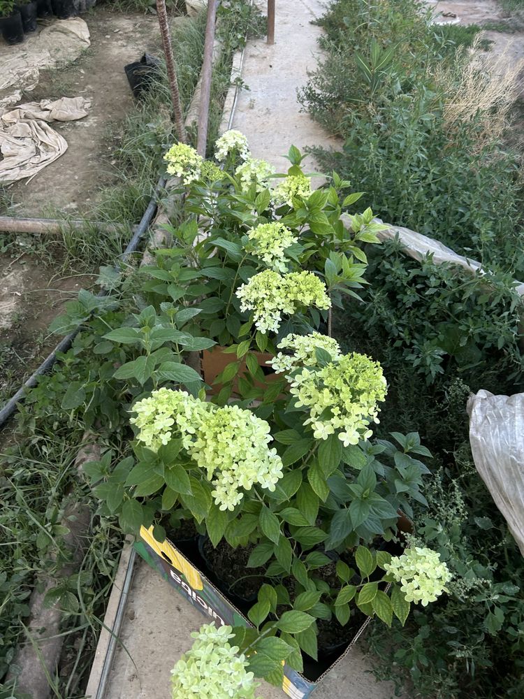 Гартензия метелчитая