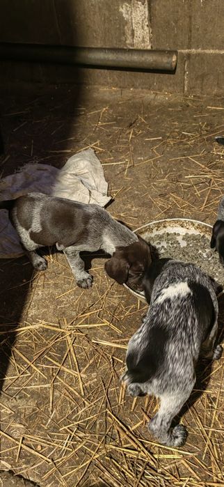 Дратхар кутрета , малки кученца дратхар
