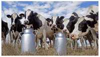 Молоко коровье оптом