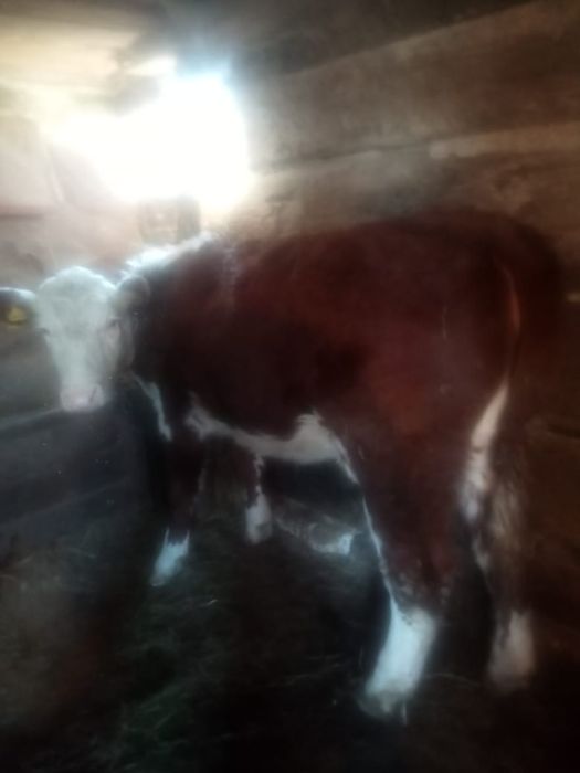 Акбас Кашар сатылады.