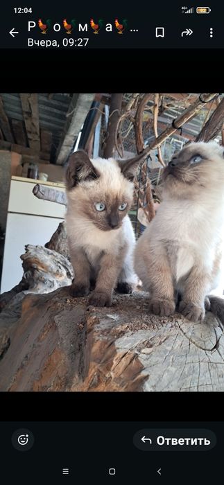 Милые игривые котята