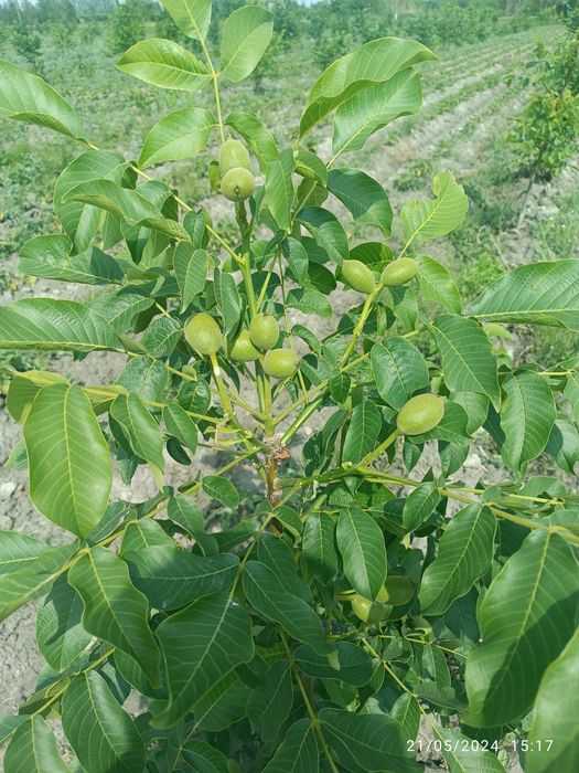 Yongoq kuchati Xitoy "X-185". Oq magʻiz yupqa puchoq.