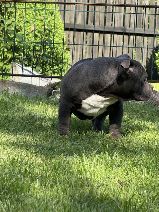 Vand femela american bully pocket