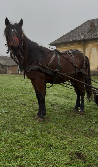 Se vinde cârlan învățat la căruță