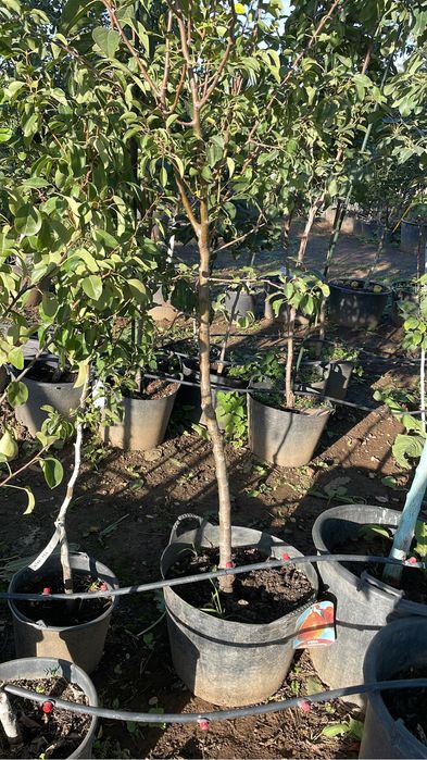 Pomi fructiferi columnari / pomi pitici