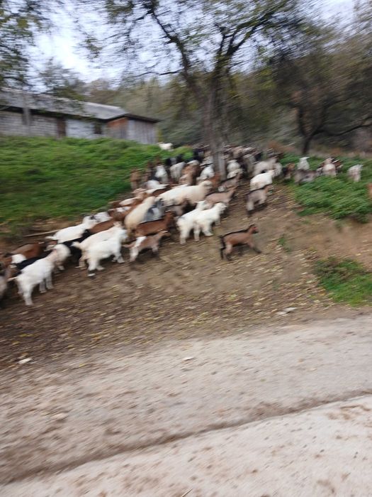 Vand 100 capre mature